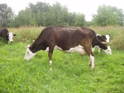 Ярославская (порода коров) — Википедия