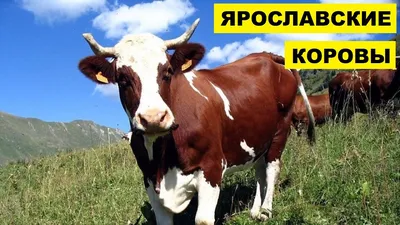 Породы КРС молочного направления: голштинская порода | agral.kz