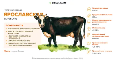 Ярославская порода коров: характеристика, продуктивность, плюсы и минусы