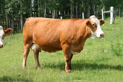 Продам корова Ярославской породы, купить корова Ярославской породы —  Agro-Russia
