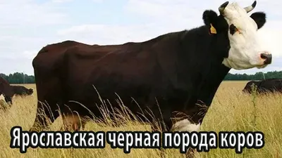 Крупный рогатый скот