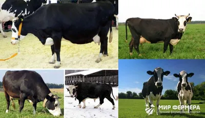 Ярославская черная порода коров - YouTube