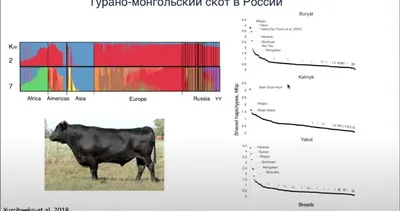 Порода коров Сибирячка: описание, характеристика, содержание