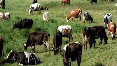 Племенная корова - Айрширская порода коров