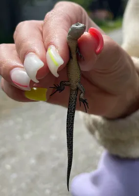 Маникюр с ящерицей на ногтях (60 фото)