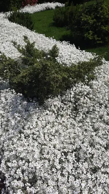 Ясколка войлочная Silver White - Ясколка - GardenPlants