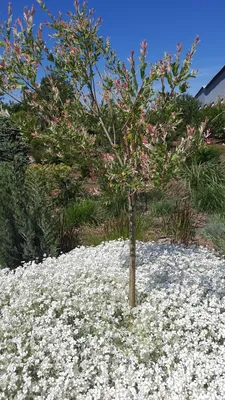 Ясколка войлочная (Cerastium tomentosum) - Ясколка - Многолетние цветы и  травники - Каталог - Основное меню - Kalina-Park.ru