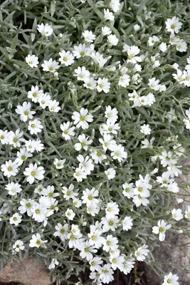 Ясколка войлочная (Cerastium tomentosum) купить с доставкой по Беларуси  \"BuonRoza \"