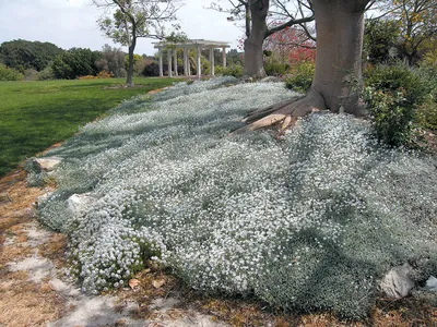 Купить Ясколка войлочная Cerastium tomentosum columnae - в питомнике Флорини
