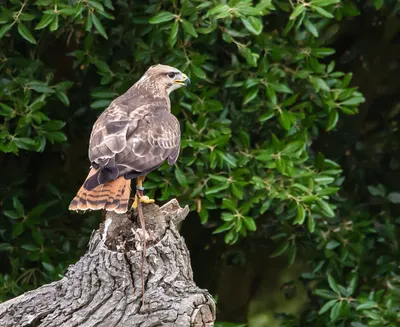 Сегодня на огороде найдена такая птица | Пикабу