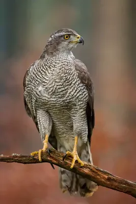 Фото птица Ястреб Red-tailed hawk Животные