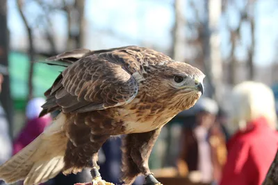 Фотография Птицы Ястреб red-tailed hawk ветка Животные