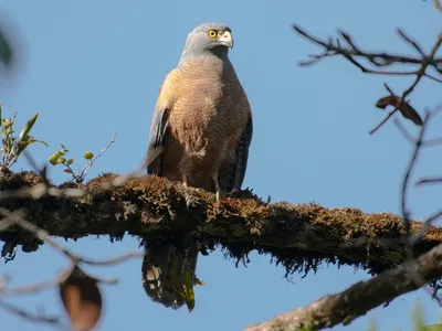 Фотография птица Ястреб Red-tailed hawk Животные