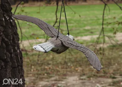 Ястреб Суэйнсона Buteo Swainsoni Хищная Птица Сидящая Крыше Закате Дикий  стоковое фото ©JordanFeeg 447394882