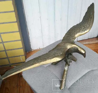 Сокол пустельга. Ручные самки. Птица. (ID#1375245948), цена: 1500 ₴, купить  на Prom.ua