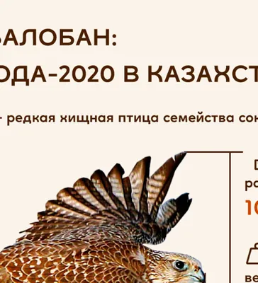 Картины: Ястреб. Птица в интернет-магазине Ярмарка Мастеров по цене 50000 ₽  – T087MRU | Картины, Москва - доставка по России