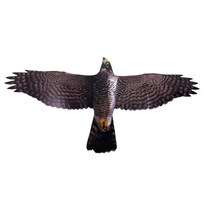 Сокол сапсан - самая быстрая птица в мире | STAR TV | Дзен