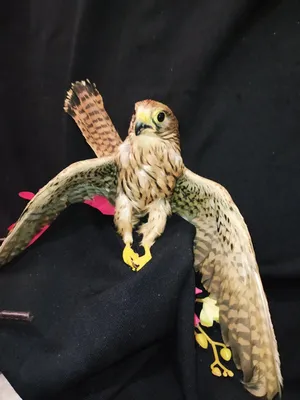 Фотография Ястреб-тетеревятник (Accipiter gentilis) Питомник хищных птиц  заповедника Галичья гора | Фотобанк ГеоФото/GeoPhoto | GetImages Group