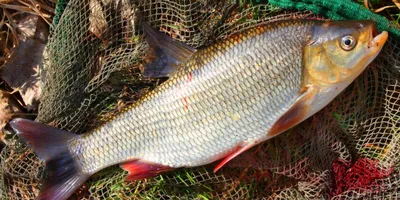 Язь — «золотая голова» - Fishmarket - Пресноводные рыбы