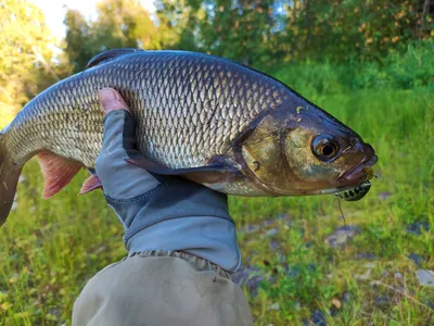 🐟 Язь (бабочка) холодного копчения (кг) - купить с доставкой в СПб |  Питер-Корюшка - интернет магазин