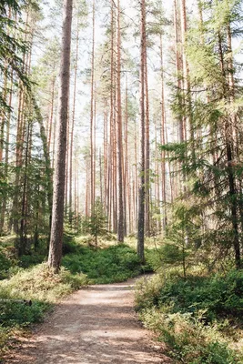 Идеи для фотосессии в лесу: ее особенности и проведение