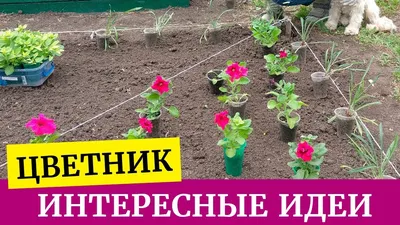 Клумба - настоящее украшение для сада. Советы и идеи по оформлению от  Intex-rus.ru