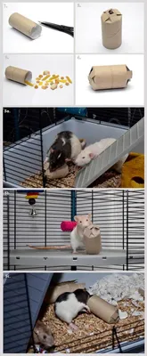 С чем любят играть крысы? 8 идей для игрушек, которые понравятся крысам |  Кругозор Питомцев | Дзен
