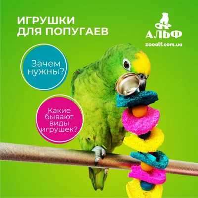 Игрушки для попугая своими руками. Колечки-погрызушки из веточек попугаю. |  Рокки Life - YouTube