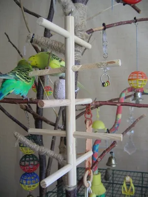 Игрушки для попугаев - купить с доставкой по выгодным ценам в  интернет-магазине OZON (922890803)