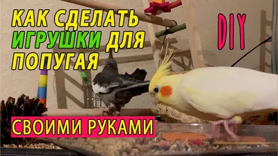 Попугай корелла ручные птенцы и аксессуары для попугаев: 799 грн. - Птицы  Киев на Olx