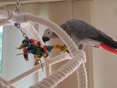 Игрушки для попугаев своими руками