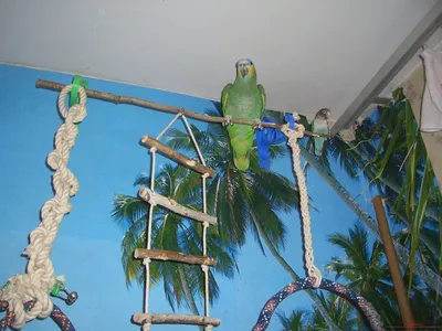 Поделки для попугаев из веток (39 фото) - фото - картинки и рисунки:  скачать бесплатно