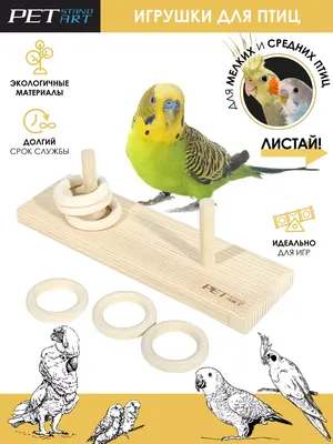 Игрушки для попугаев своими руками #exoticbird #exoticbirdsoftiktok #p... |  TikTok