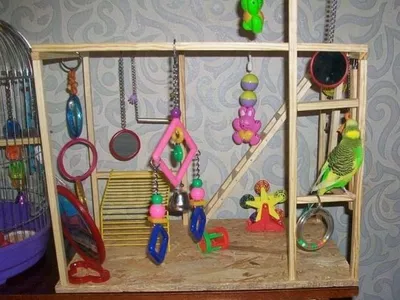 Игрушки для попугаев - какие бывают, сколько нужно игрушек попугаю