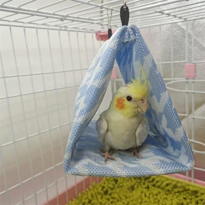 Игрушка для птиц Кольцо-качели для крупных попугаев, D30см (PL2049) |  571042 купить оптом в Москве, цены