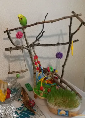Как сделать игрушки для волнистых попугаев своими руками