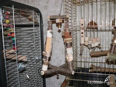 Домик для попугаев - 60 фото