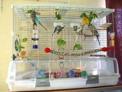 Набор игрушек в клетку для попугаев и других птиц - купить с доставкой по  выгодным ценам в интернет-магазине OZON (1174354096)