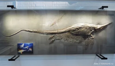 Шонизавр, крупнейший ихтиозавр • Константин Рыбаков • Научная картинка дня  на «Элементах» • Палеонтология