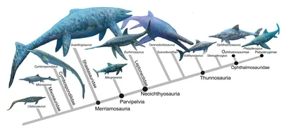 Ихтиозавр возрастом 180 миллионов лет оказался беременным восьмерней -  Индикатор