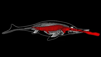 Раскраска - Ихтиозавр и плиозавр