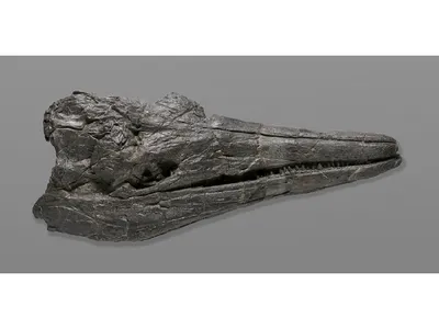 В Китае нашли останки пятиметрового ихтиозавра. Он подавился  четырехметровым талаттозавром - Наука - ТАСС