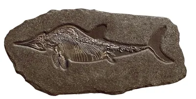 BB.lv: Гигантский ихтиозавр из Невады