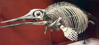 Ихтиозавр - Табага