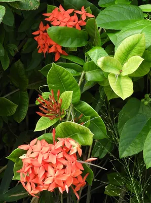 Ixora chinensis Lam. | Plants of the World Online | Kew Science
