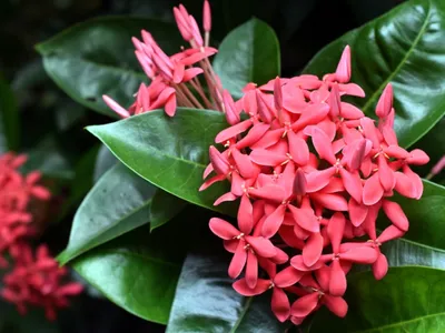 Ixora chinensis - Leon Levy Native Plant Preserve