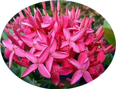 Ixora Plant Care - Learn About Growing An Ixora Bush | Gardening Know How