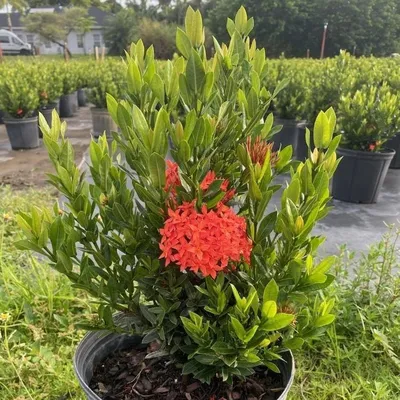 Ixora Dwarf Carmen Orange for Sale | PlantologyUSA.com