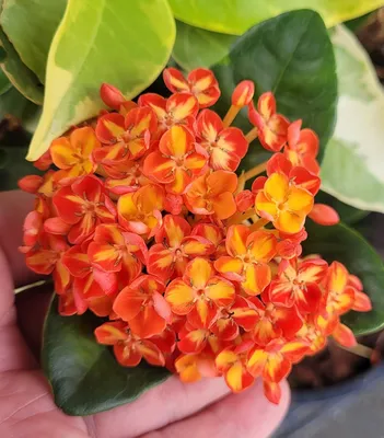 Ixora casei (giant red ixora) | CABI Compendium