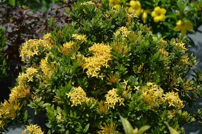How to Grow and Care for Ixora Plant | Best Flowering Plant - YouTube